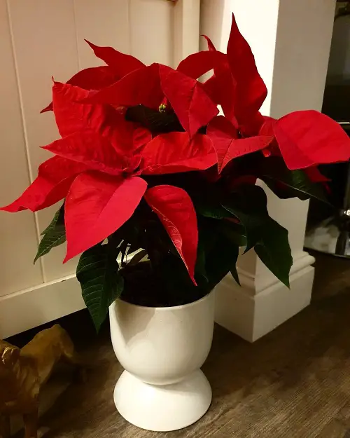 Different Types of Poinsettia Color Pictures