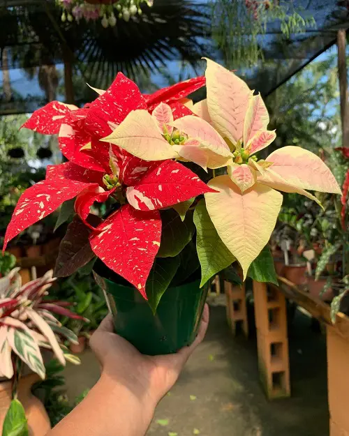 Types of Poinsettia Color Pictures