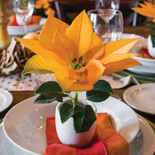 Poinsettia yellow Color Pictures