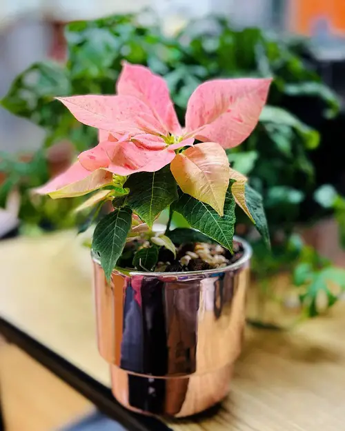 Poinsettia Color Pictures