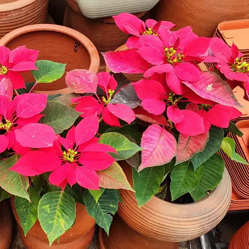 top best Different Types of Poinsettia Color Pictures