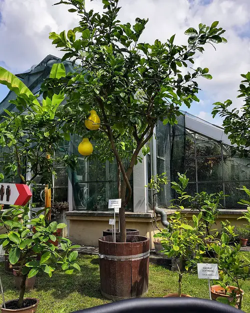 How to Grow Pomelo in Pots