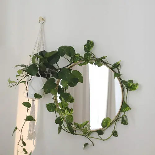 Pothos Vines Circling the Mirror
