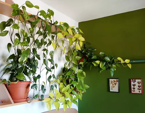 Smashing Ideas for Planting Pothos in Unique Styles