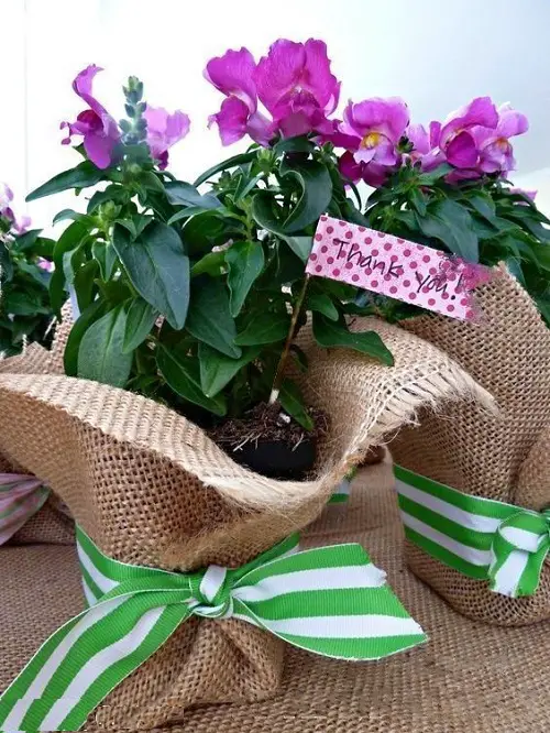 Wrapped Snapdragons