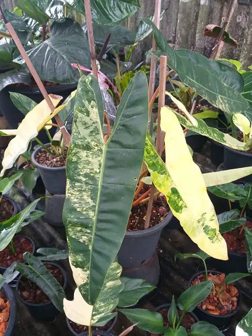 Colourful Philodendron Varieties in pot