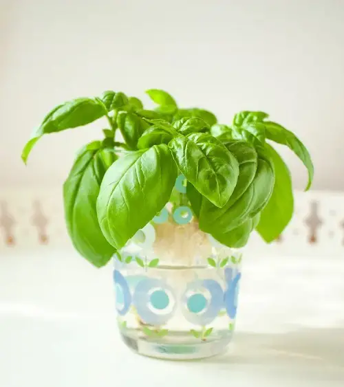 Kitchen Plants that Grow in Water