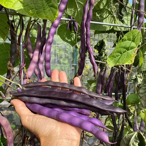 Best Purple Vegetables to Grow 