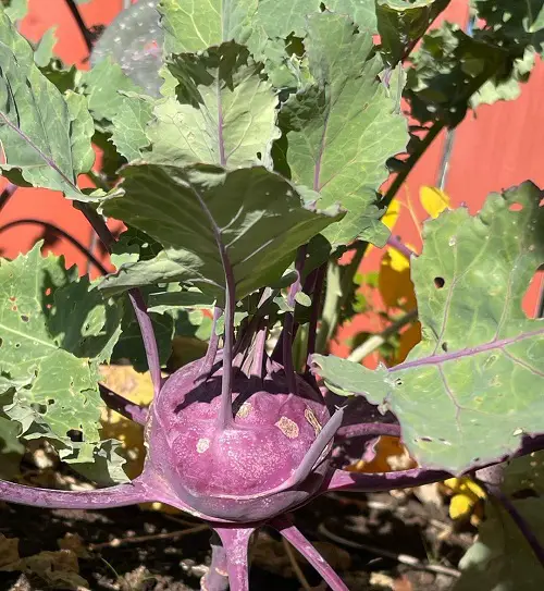 best Purple Vegetables for Gardening