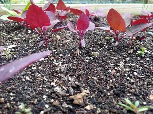 Best Purple Vegetables to Grow in yard 