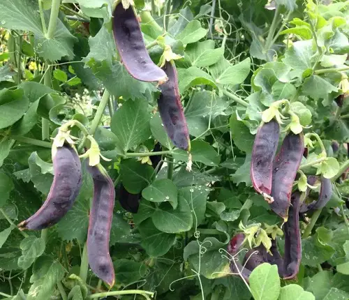 best Best Purple Vegetables to Grow in Garden