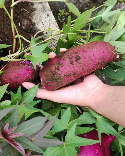 Amazing Purple Vegetables for Garden Growing