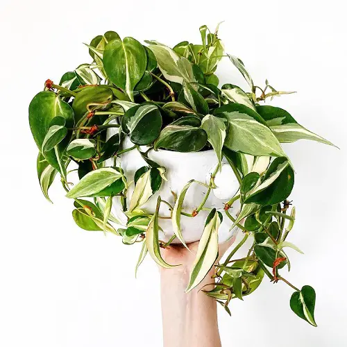 top best Philodendron Varieties