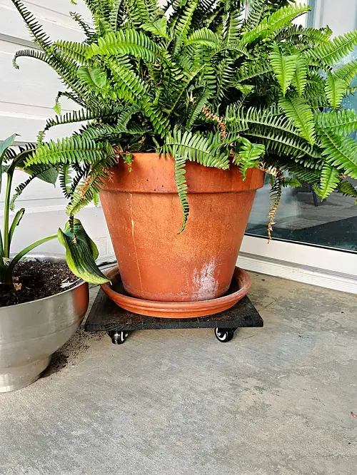 Rolling Plant Stand