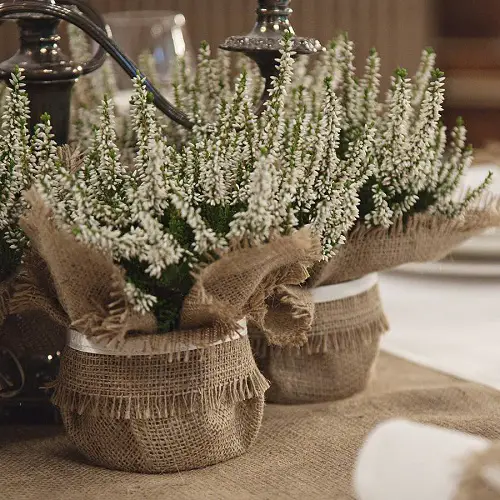 burlp Wrapped Potted Plant Centerpieces and Gift Ideas 15