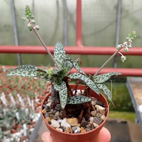 Silver Squill Varieties