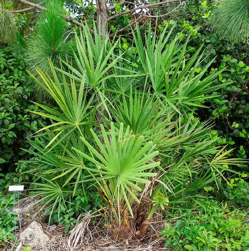 Florida Palm Trees Species in garden
