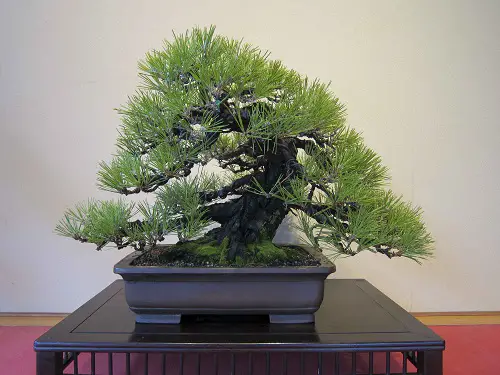 top Black Spruce with Bright Foliage