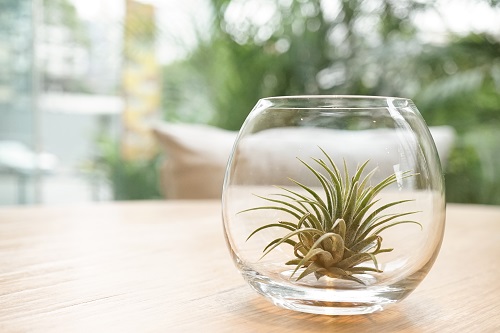 Small Terrarium Plants 29