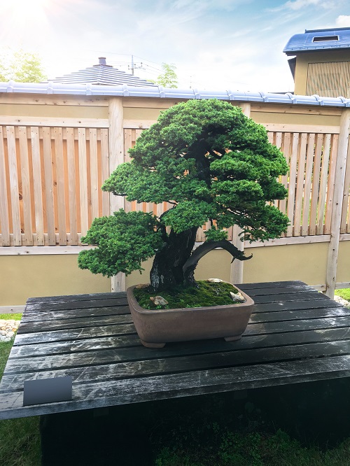 Images of Black Spruce Bonsai