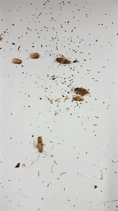 Insect Feces Like Poppy Seeds
