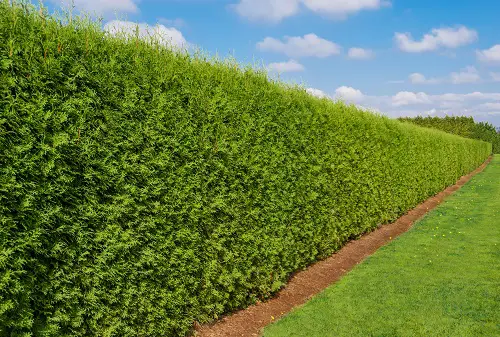 Low-Maintenance Hedge Plants 10