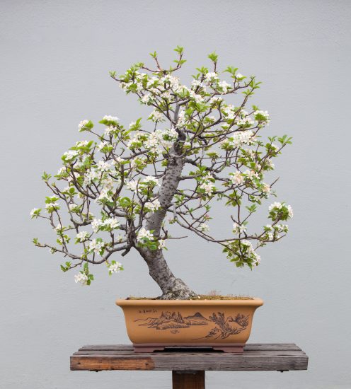 Tiny White Blooms of Magnolia Bonsai Tree