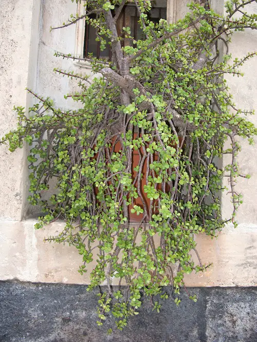 Plants with Long Stems of Succulents 5