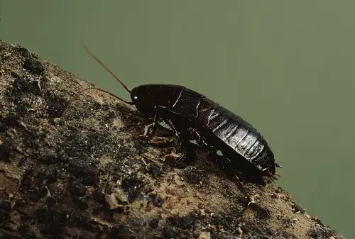 Small Black Insects Resembling Poppy Seeds in world