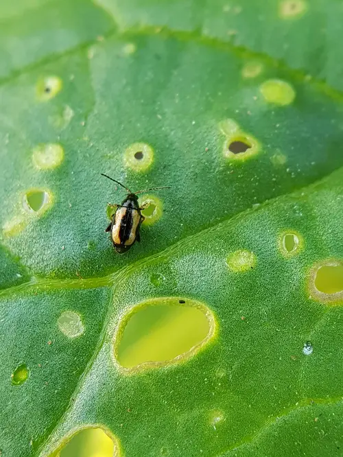 top Little Black Bugs Resembling Poppy Seeds