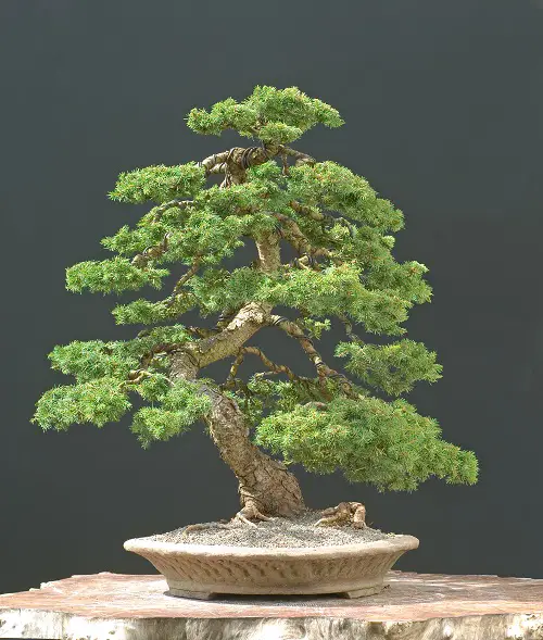 beautiful Top Images of Black Spruce Bonsai