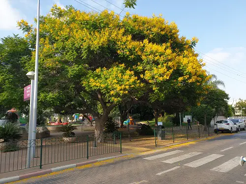 Different Kinds of Flame Trees in garden
