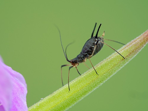 Tiny Black Bugs that Look Like Poppy Seeds 3