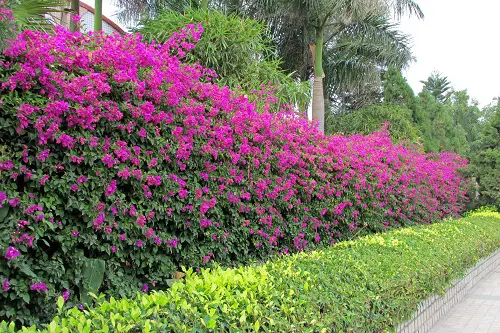Low-Maintenance Shrubs 2