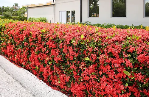 Low-Maintenance Evergreens