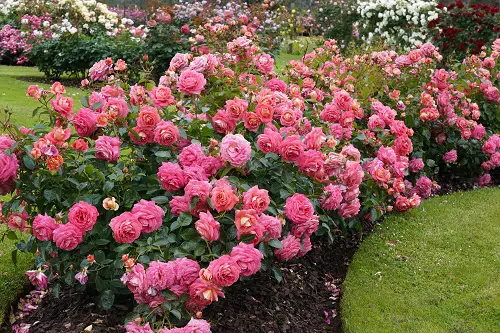 Low-Maintenance Hedge Plants 6