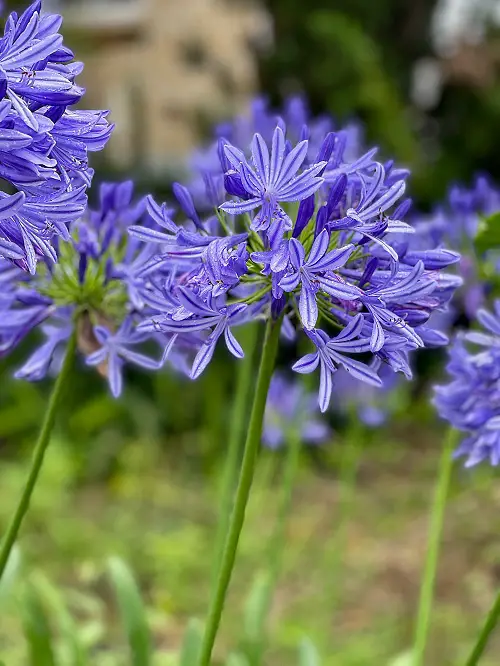 Prettiest Flowers in The world