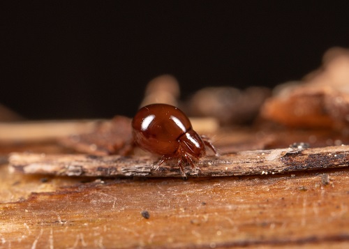 Little Black Bugs Resembling Poppy Seeds
