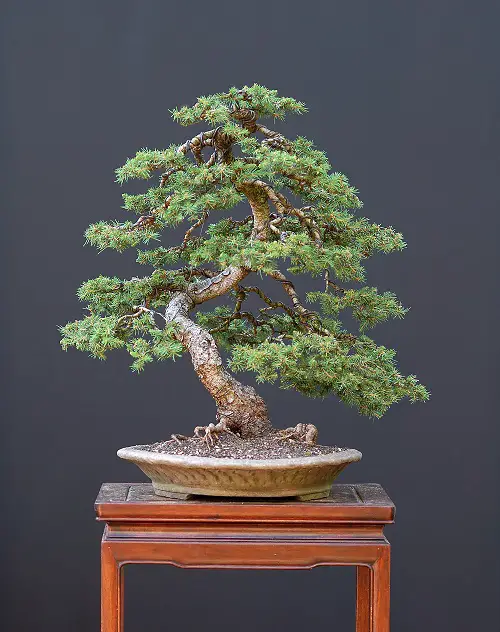 Best Black Spruce Bonsai Pictures