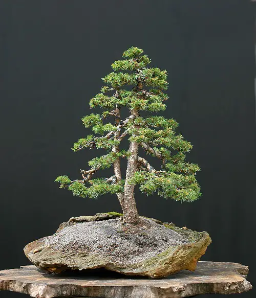 best Black Spruce Bonsai in a Piece of Bark