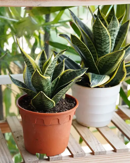 How Often to Water a Snake Plant