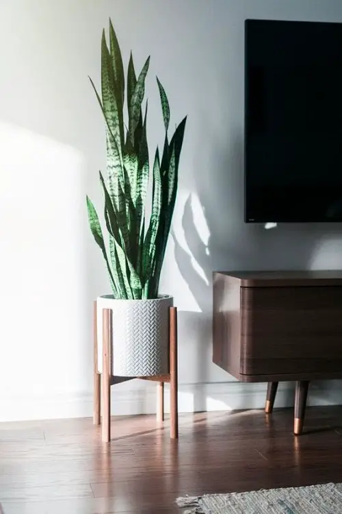 Amazing Low Light Plant Decor Ideas 60