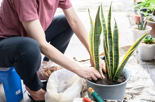 A Quick Soil Check Before Watering Snake Plants