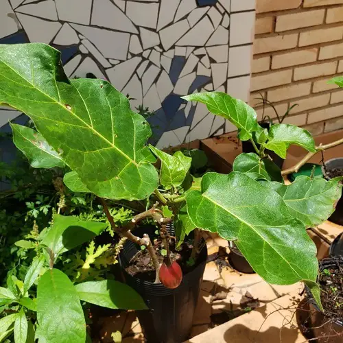 beautiful Best Nightshade Vegetables and Fruits to Grow in Pots and Garden
