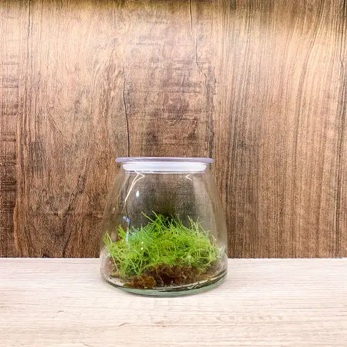 Best Small Terrarium Plants 28
