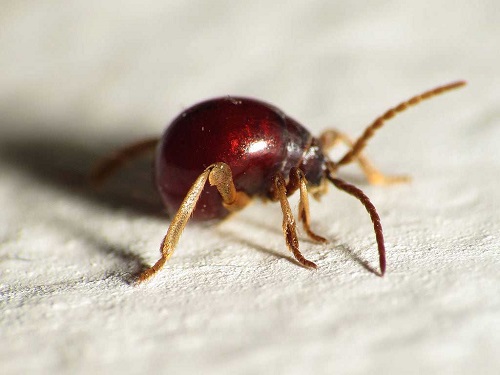 Small Black Insects Resembling Poppy Seeds
