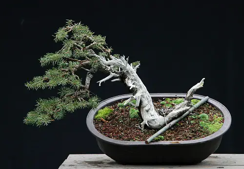 Best Blue Spruce Bonsai Pictures 24
