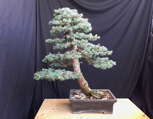 Best Blue Spruce Bonsai Pictures 2