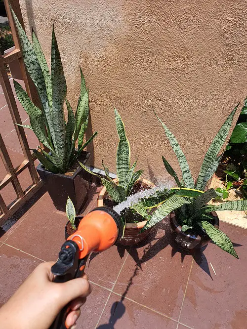How Often to Water a Snake Plant