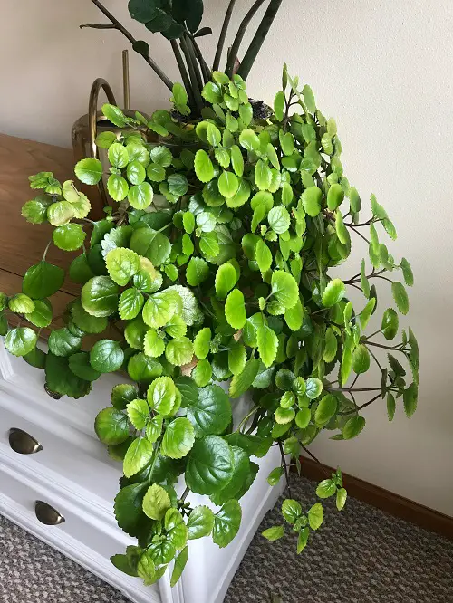 top best Ideas for Low Light Plant Decor